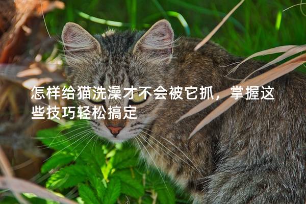 怎样给猫洗澡才不会被它抓，掌握这些技巧轻松搞定