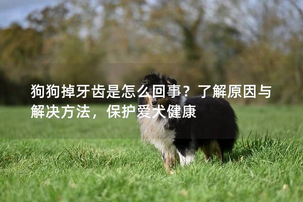 狗狗掉牙齿是怎么回事？了解原因与解决方法，保护爱犬健康