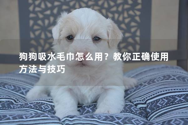 狗狗吸水毛巾怎么用？教你正确使用方法与技巧