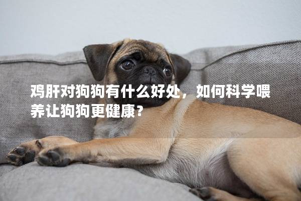 鸡肝对狗狗有什么好处，如何科学喂养让狗狗更健康？