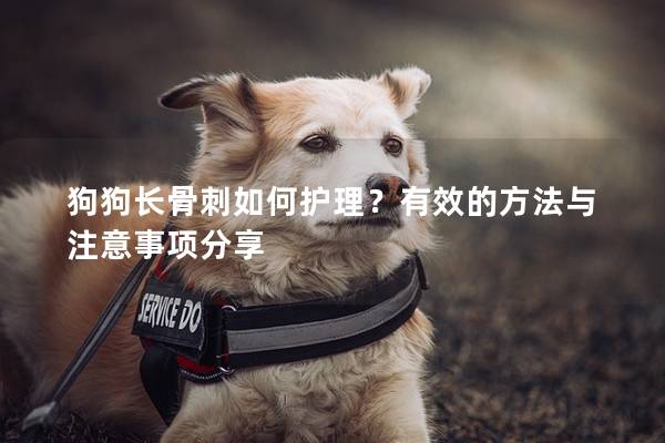 狗狗长骨刺如何护理？有效的方法与注意事项分享