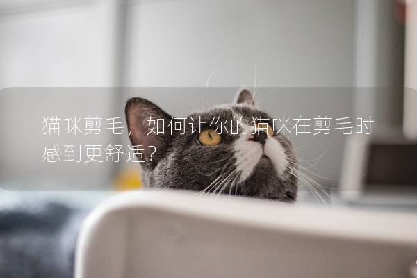 猫咪剪毛，如何让你的猫咪在剪毛时感到更舒适？