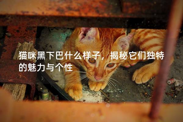 猫咪黑下巴什么样子，揭秘它们独特的魅力与个性