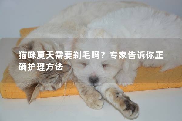 猫咪夏天需要剃毛吗？专家告诉你正确护理方法