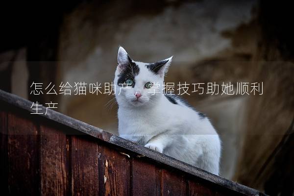 怎么给猫咪助产，掌握技巧助她顺利生产