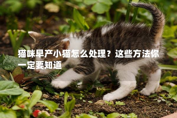 猫咪早产小猫怎么处理？这些方法你一定要知道