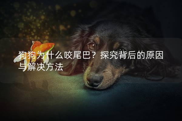 狗狗为什么咬尾巴？探究背后的原因与解决方法