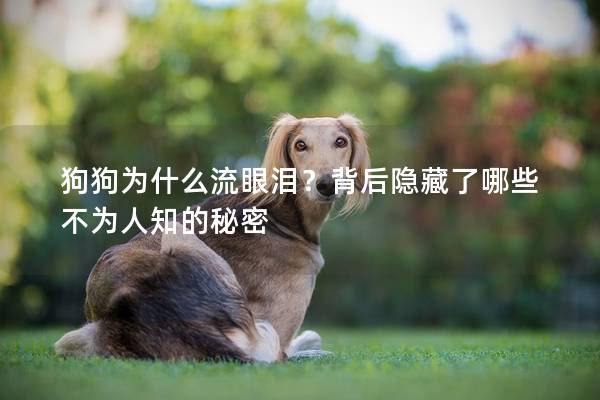 狗狗为什么流眼泪？背后隐藏了哪些不为人知的秘密