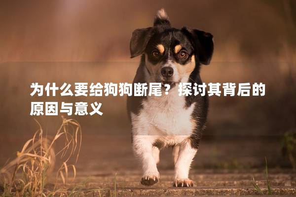 为什么要给狗狗断尾？探讨其背后的原因与意义