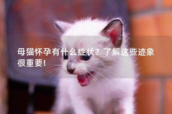 母猫怀孕有什么症状？了解这些迹象很重要!