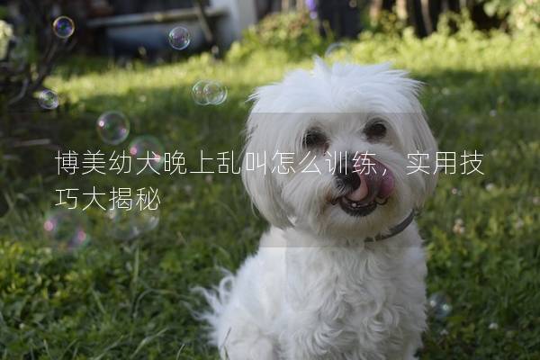 博美幼犬晚上乱叫怎么训练，实用技巧大揭秘