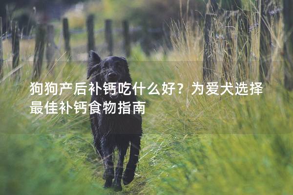 狗狗产后补钙吃什么好？为爱犬选择最佳补钙食物指南