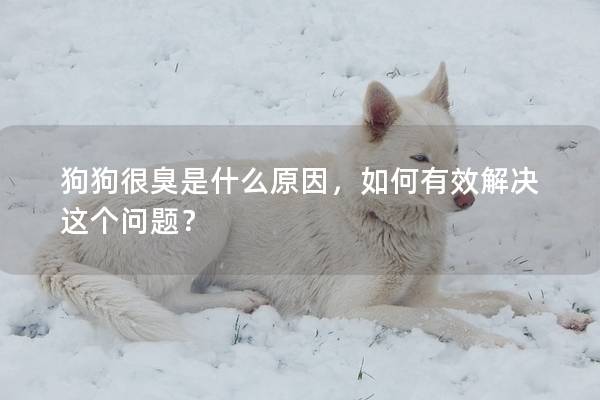 狗狗很臭是什么原因，如何有效解决这个问题？