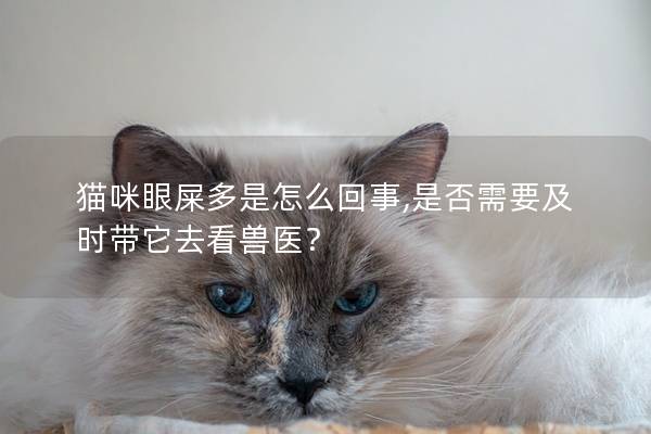 猫咪眼屎多是怎么回事,是否需要及时带它去看兽医？