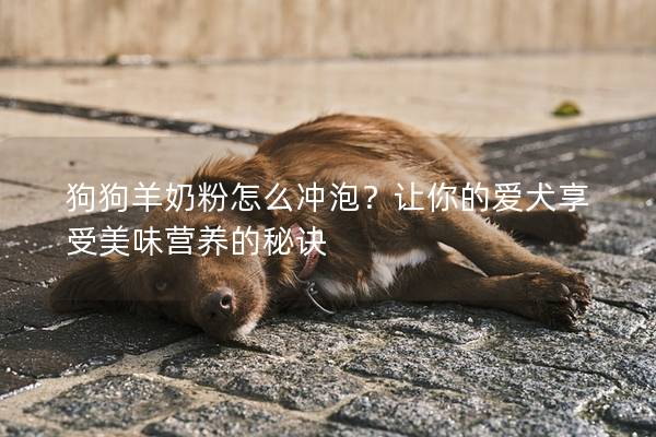 狗狗羊奶粉怎么冲泡？让你的爱犬享受美味营养的秘诀