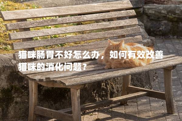 猫咪肠胃不好怎么办，如何有效改善猫咪的消化问题？