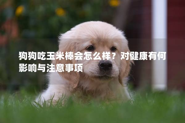 狗狗吃玉米棒会怎么样？对健康有何影响与注意事项