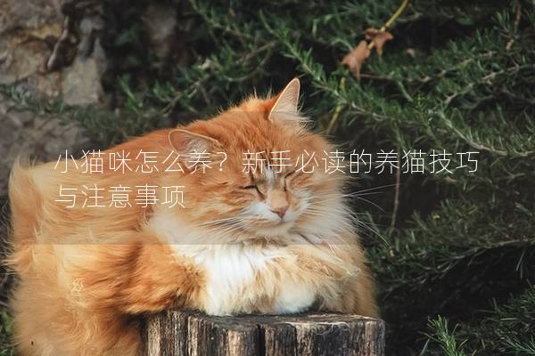 小猫咪怎么养？新手必读的养猫技巧与注意事项