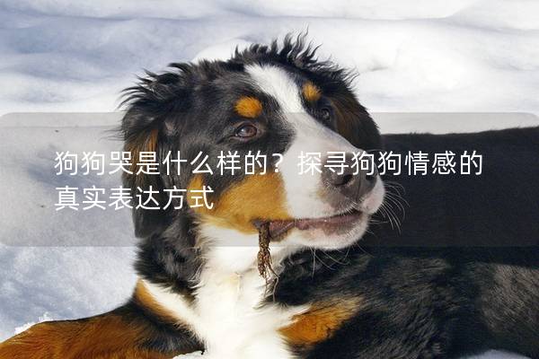 狗狗哭是什么样的？探寻狗狗情感的真实表达方式