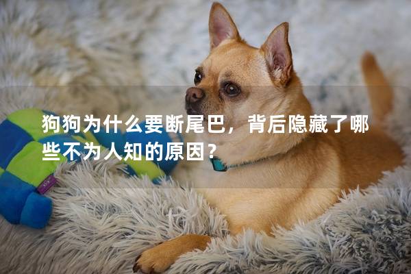 狗狗为什么要断尾巴，背后隐藏了哪些不为人知的原因？