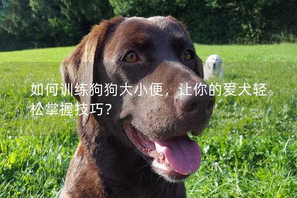 如何训练狗狗大小便，让你的爱犬轻松掌握技巧？