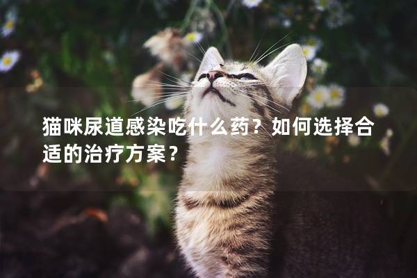 猫咪尿道感染吃什么药？如何选择合适的治疗方案？