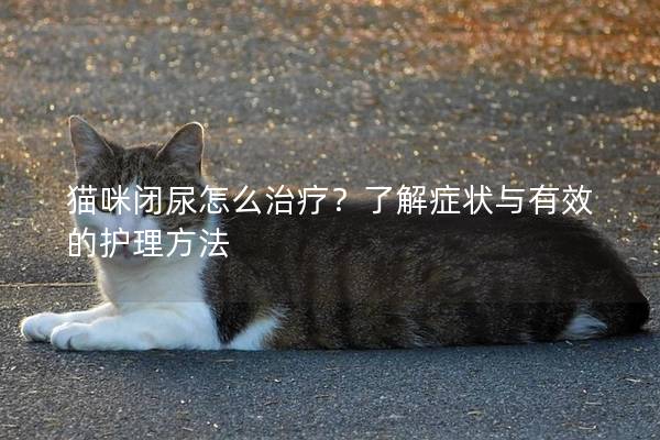 猫咪闭尿怎么治疗？了解症状与有效的护理方法