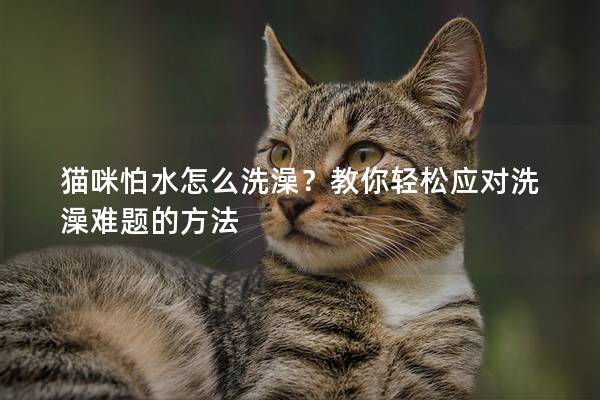 猫咪怕水怎么洗澡？教你轻松应对洗澡难题的方法