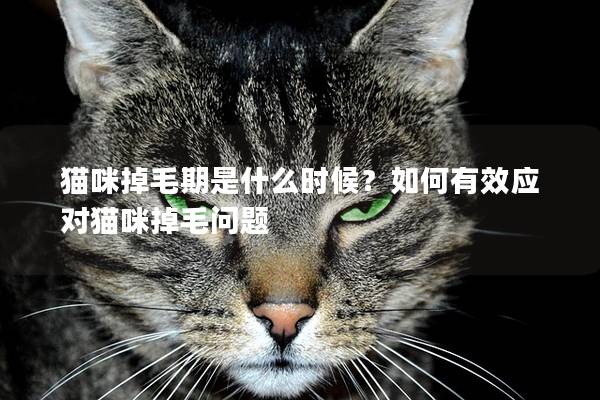 猫咪掉毛期是什么时候？如何有效应对猫咪掉毛问题