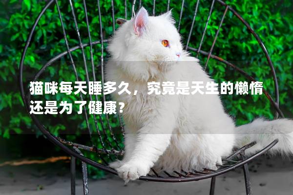 猫咪每天睡多久，究竟是天生的懒惰还是为了健康？