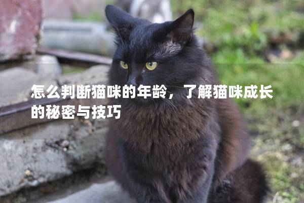 怎么判断猫咪的年龄，了解猫咪成长的秘密与技巧