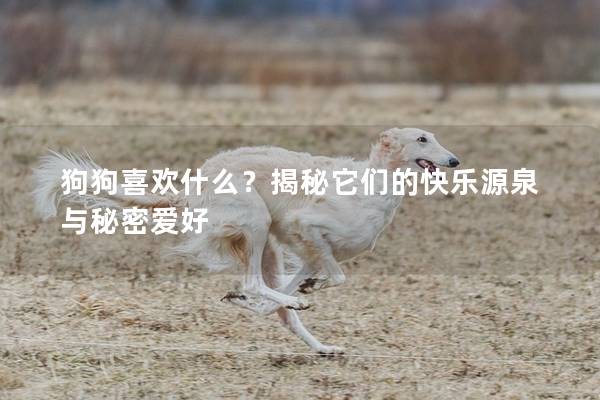 狗狗喜欢什么？揭秘它们的快乐源泉与秘密爱好