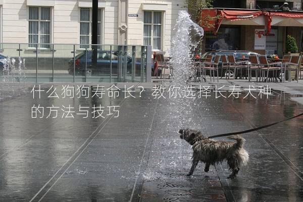 什么狗狗寿命长？教你选择长寿犬种的方法与技巧