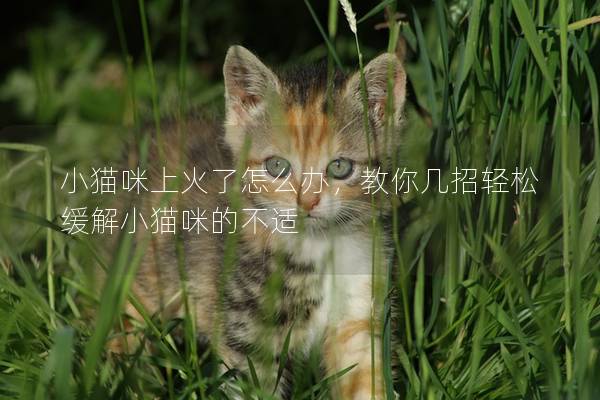 小猫咪上火了怎么办，教你几招轻松缓解小猫咪的不适