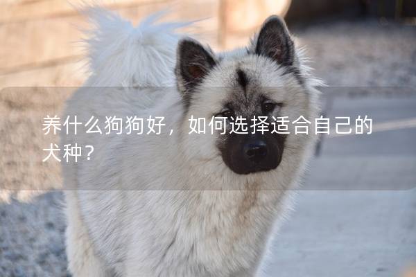 养什么狗狗好，如何选择适合自己的犬种？