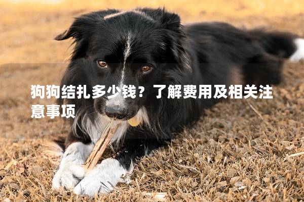 狗狗结扎多少钱？了解费用及相关注意事项