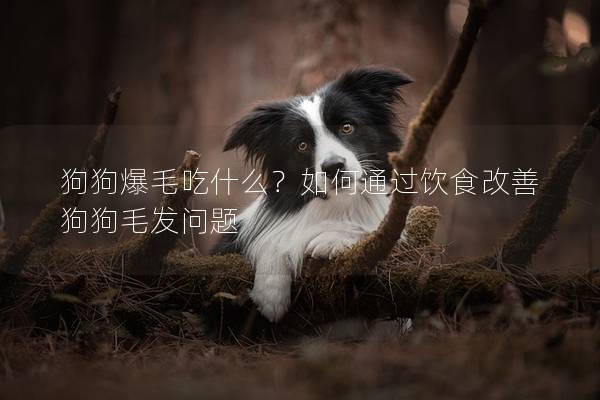 狗狗爆毛吃什么？如何通过饮食改善狗狗毛发问题