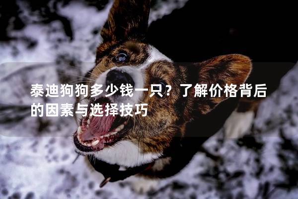 泰迪狗狗多少钱一只？了解价格背后的因素与选择技巧