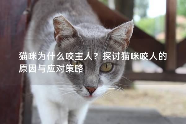 猫咪为什么咬主人？探讨猫咪咬人的原因与应对策略