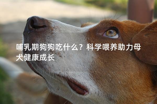 哺乳期狗狗吃什么？科学喂养助力母犬健康成长