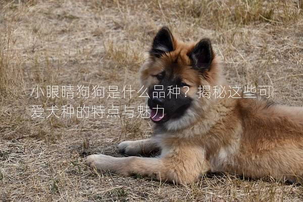 小眼睛狗狗是什么品种？揭秘这些可爱犬种的特点与魅力