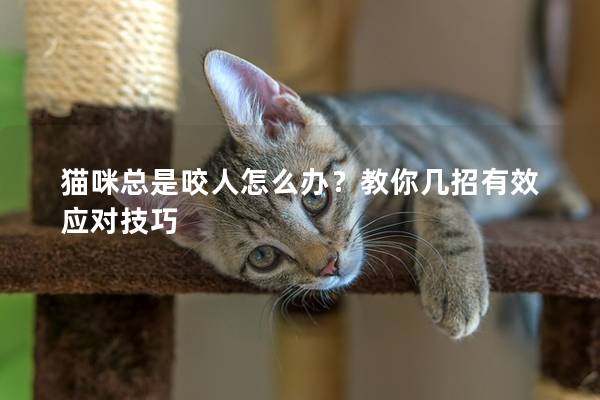 猫咪总是咬人怎么办？教你几招有效应对技巧