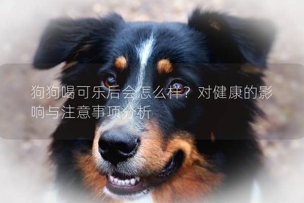 狗狗喝可乐后会怎么样？对健康的影响与注意事项分析