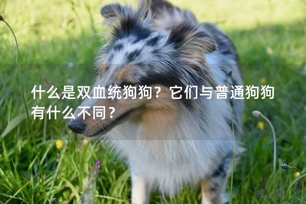 什么是双血统狗狗？它们与普通狗狗有什么不同？