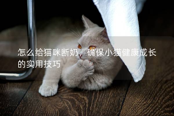 怎么给猫咪断奶，确保小猫健康成长的实用技巧