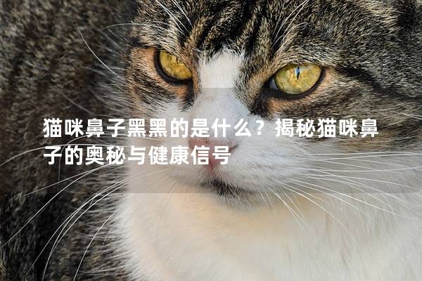 猫咪鼻子黑黑的是什么？揭秘猫咪鼻子的奥秘与健康信号