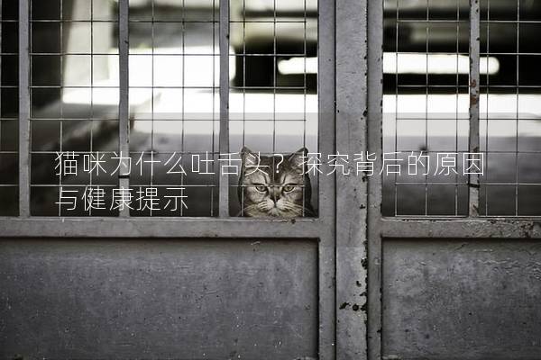 猫咪为什么吐舌头？探究背后的原因与健康提示