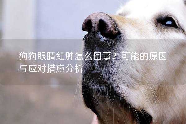 狗狗眼睛红肿怎么回事？可能的原因与应对措施分析