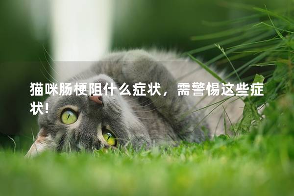 猫咪肠梗阻什么症状，需警惕这些症状!