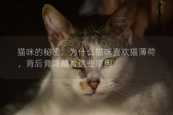 猫咪的秘密：为什么猫咪喜欢猫薄荷，背后竟隐藏着这些原因